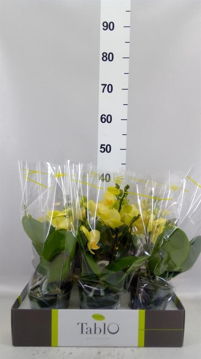 <h4>Phalaenopsis   ...yellow</h4>