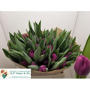 TU EN FREDER RUIJSCH