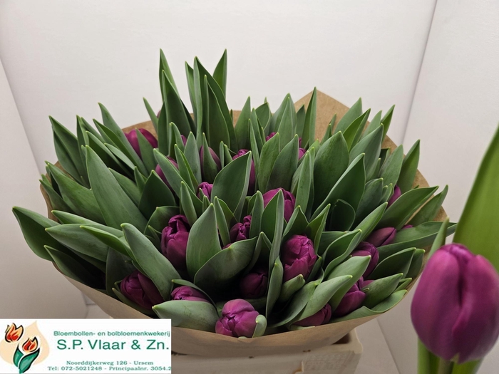 <h4>TU EN FREDER RUIJSCH</h4>