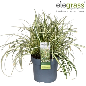 Carex hachijoensis 'Evergold' P14