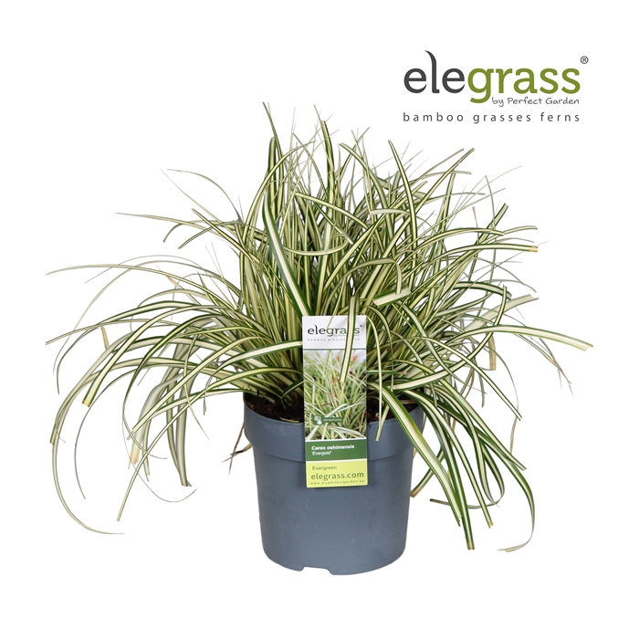 <h4>Carex hachijoensis 'Evergold' P14</h4>