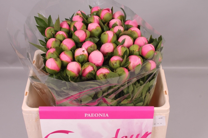 <h4>Paeonia Etched Salmon | Heavy Quality</h4>