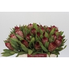 Protea Robijn