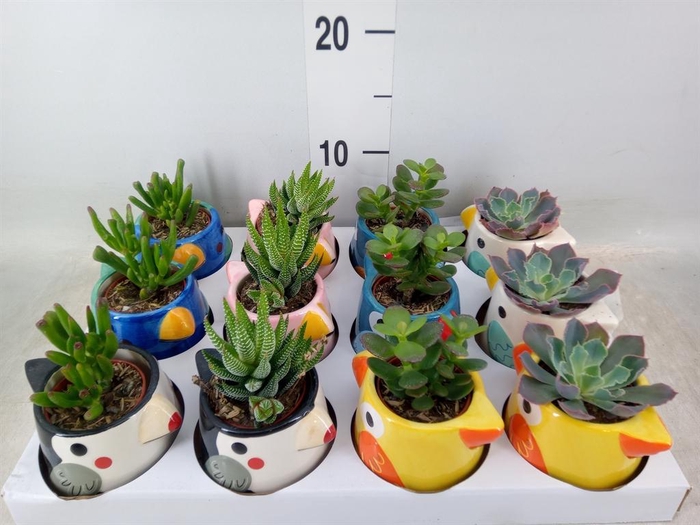 <h4>Succulents   ...</h4>