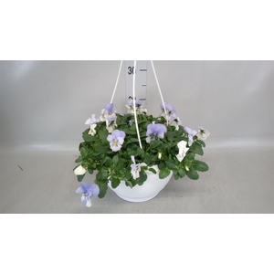 Viola wr. 'Cool Wave Blue Skies'