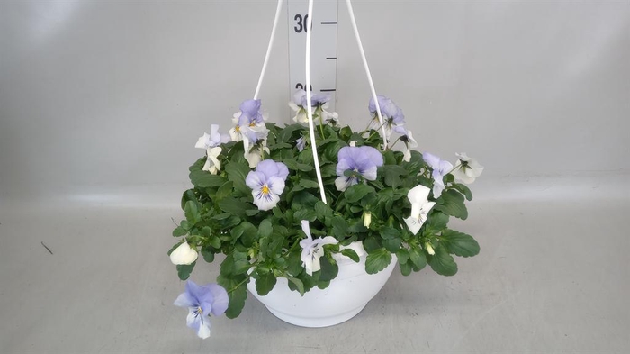 <h4>Viola wr. 'Cool Wave Blue Skies'</h4>