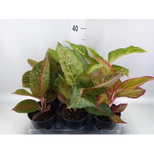 Aglaonema   ...