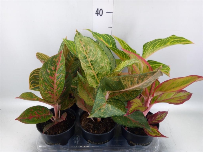 <h4>Aglaonema   ...</h4>