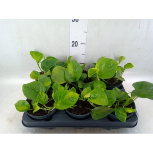 Epipremnum pinn. 'Global Green'