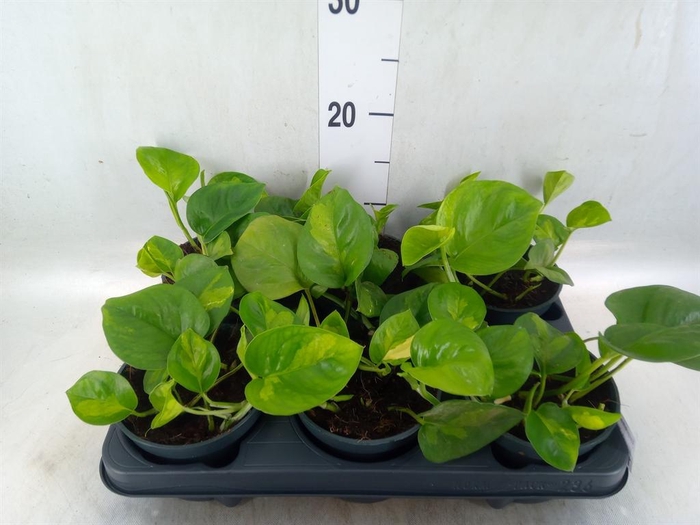 <h4>Epipremnum pinn. 'Global Green'</h4>