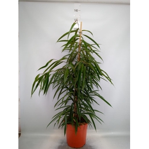 Ficus binn. 'Alii'