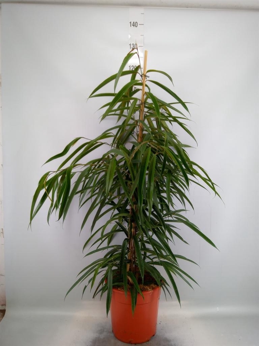 <h4>Ficus binn. 'Alii'</h4>