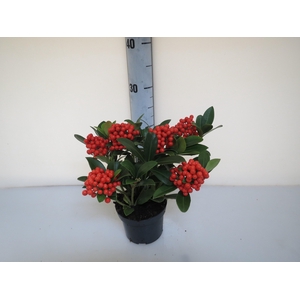 Skimmia O'berries Big