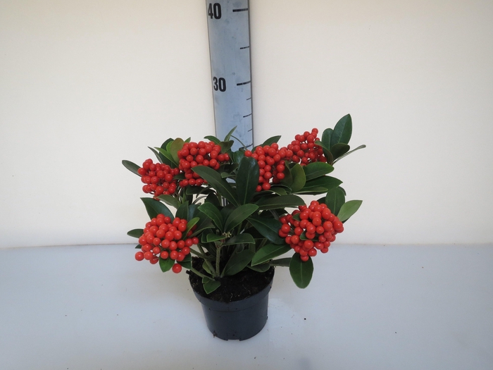 <h4>Skimmia O'berries Big</h4>