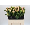 Paeonia Colonel Owen Cousins
