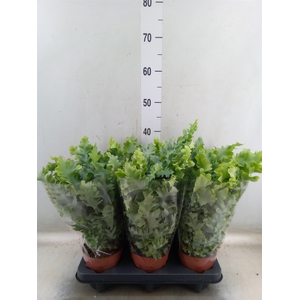 Phlebodium aureum 'Davana'