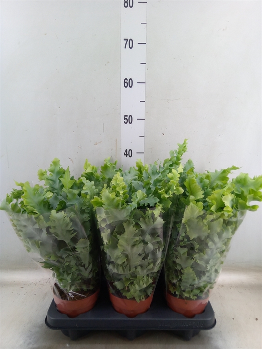 <h4>Phlebodium aureum 'Davana'</h4>