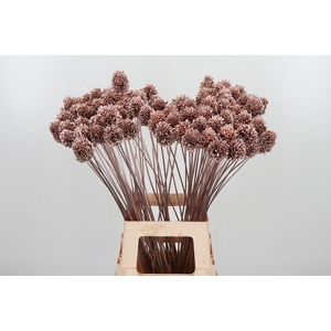 Allium Sphaero Kl Bh Champagne