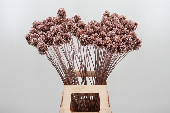 <h4>Allium Sphaero Kl Bh Champagne</h4>