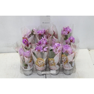 PHALAENOPSIS MINI P06