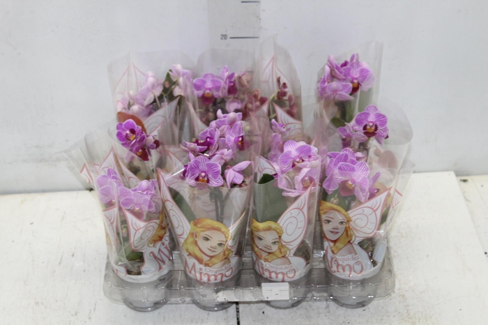 <h4>PHALAENOPSIS MINI P06</h4>