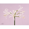 Nerine White Charm Wubben