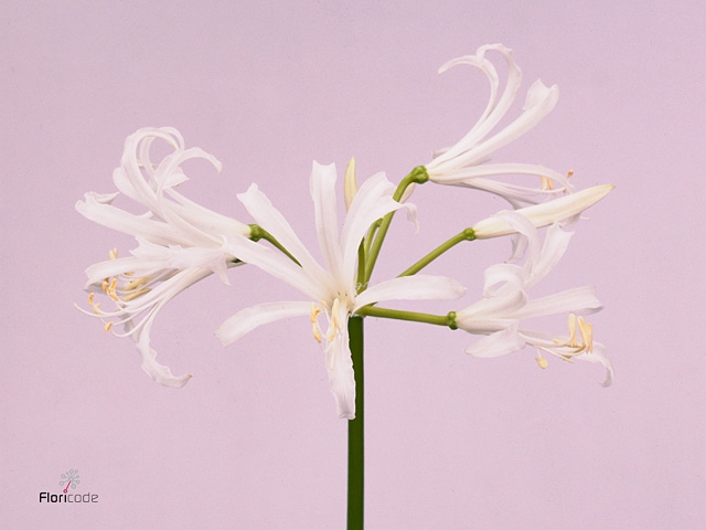 Nerine White Charm Wubben