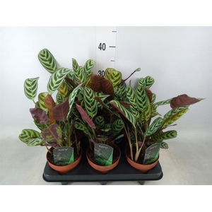 Ctenanthe burle-marxii