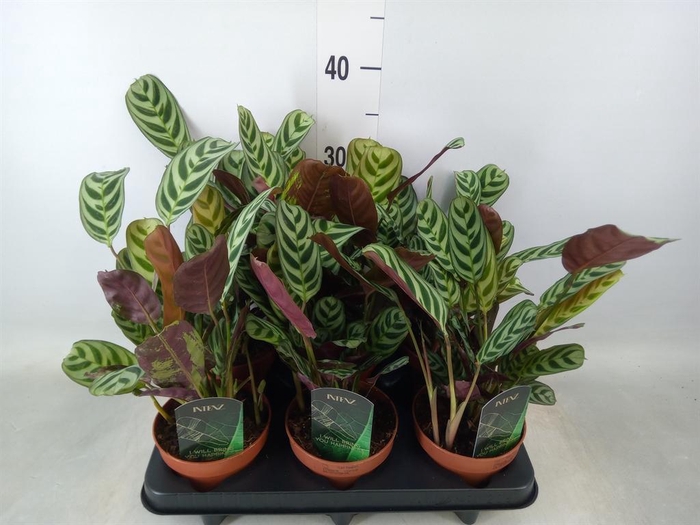 <h4>Ctenanthe burle-marxii</h4>