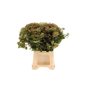 Viburnum per bos overig met bes