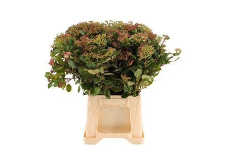 <h4>Viburnum per bos overig met bes</h4>