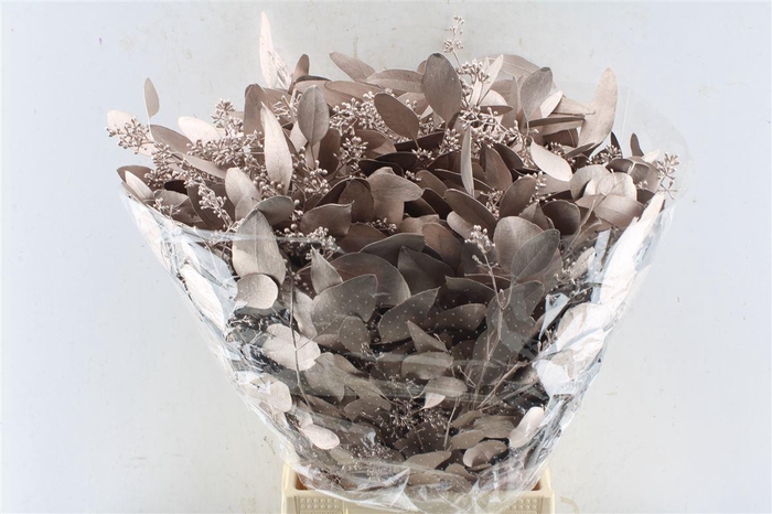 <h4>Euca Populus Berry Metal Champagne</h4>