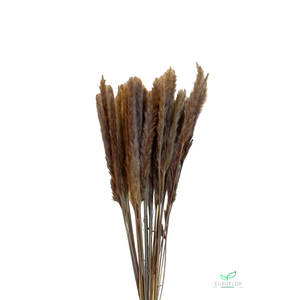 DRIED FLOWERS - PACIFIC SILVERGRASS PLUME NATURAL 70GR *PROMO*