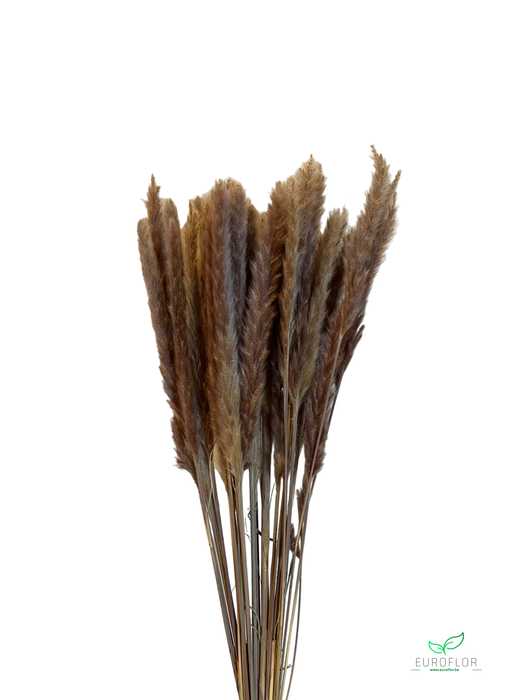 DRIED FLOWERS - PACIFIC SILVERGRASS PLUME NATURAL 70GR *PROMO*