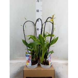 Orchideeen   ...