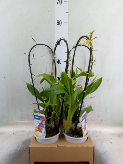 <h4>Orchideeen   ...</h4>