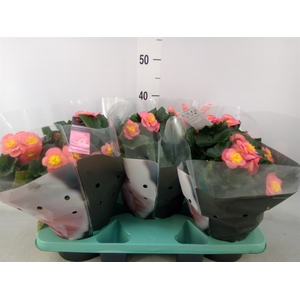 Begonia elat. HL 'Belove Peach'