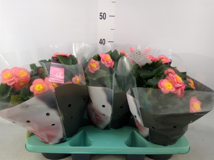 <h4>Begonia elat. HL 'Belove Peach'</h4>