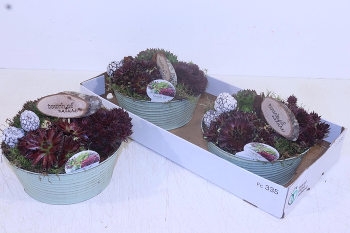 <h4>ARR SEMPERVIVUM</h4>