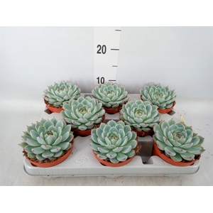 Echeveria ...
