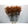 Anigozanthos Gold Fever