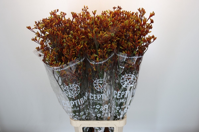 Anigozanthos Gold Fever