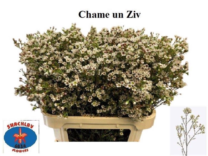 <h4>CHAME UNCINATUM ZIV</h4>