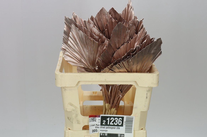 <h4>Dried Palmspear Champange</h4>