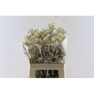 Anigozanthos Bush Diamond Grey