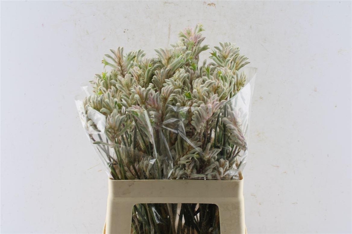 <h4>Anigozanthos Bush Diamond Grey</h4>