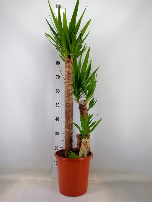 <h4>Yucca   ...</h4>