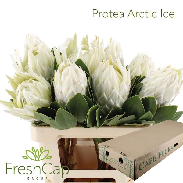 <h4>Protea Arctic Ice</h4>