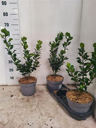 Ilex Mes Blue Princ