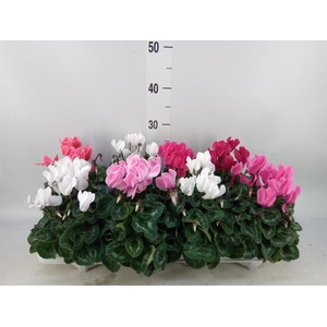 Cyclamen MD 'Allure'